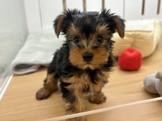 ヨークシャテリア