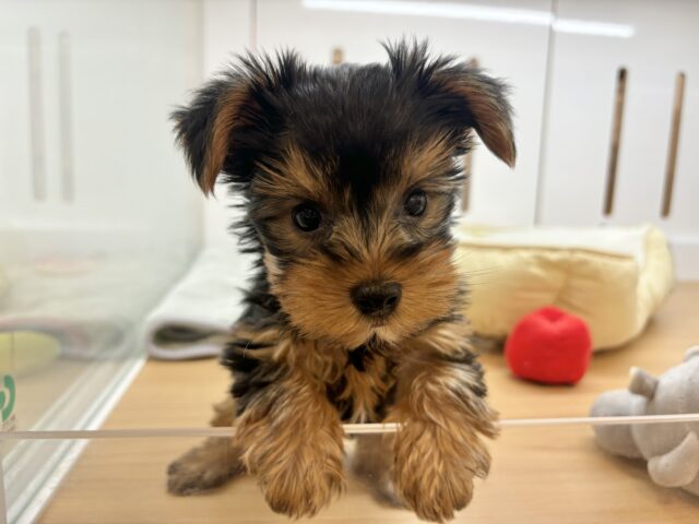 ヨークシャテリア