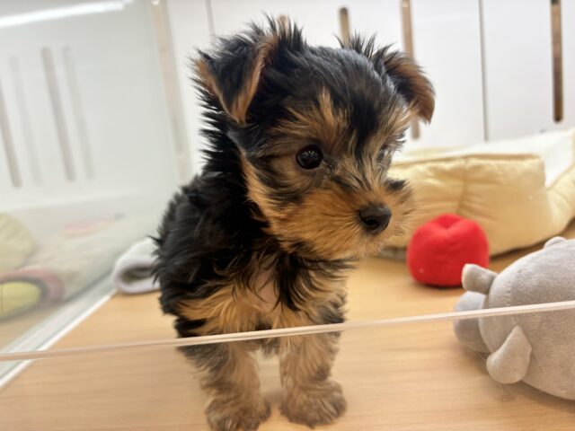 ヨークシャテリア