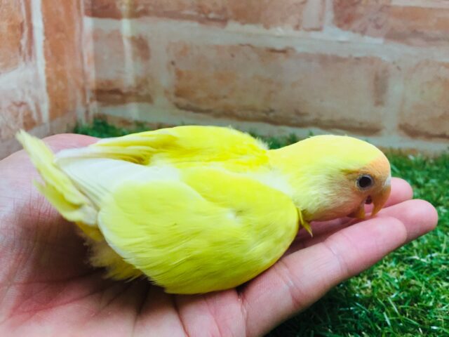 コザクラインコ（小桜インコ）
