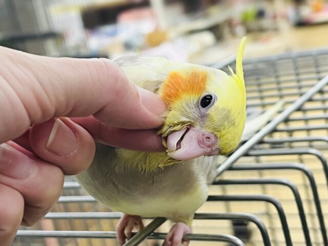 オカメインコ