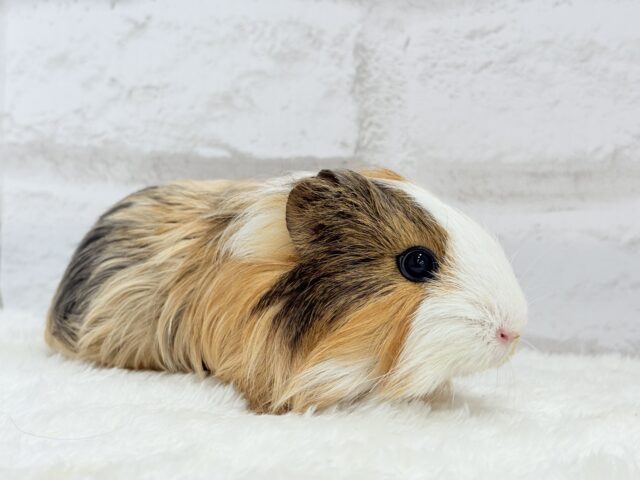 シェルティモルモット