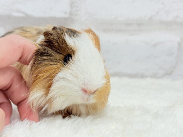 シェルティモルモット