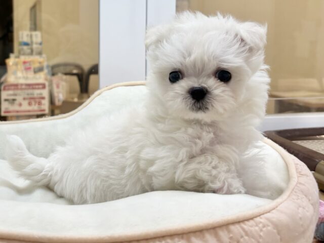 チワマル（マルチワ）