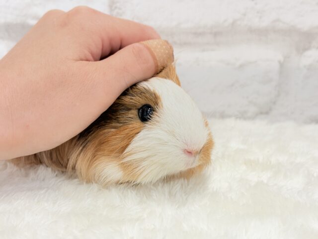 シェルティモルモット