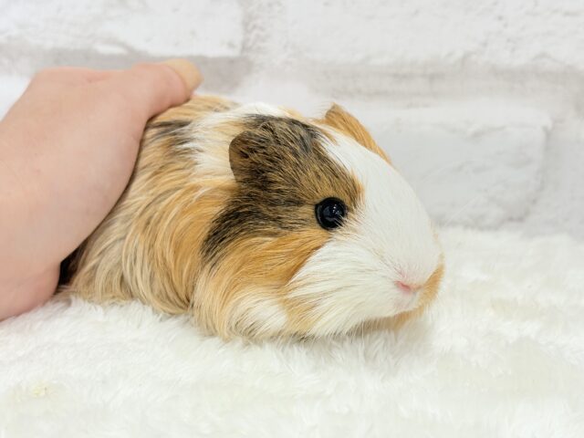 シェルティモルモット