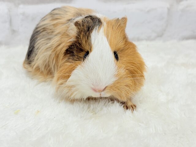 シェルティモルモット