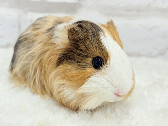 シェルティモルモット