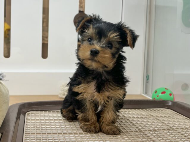 ヨークシャテリア