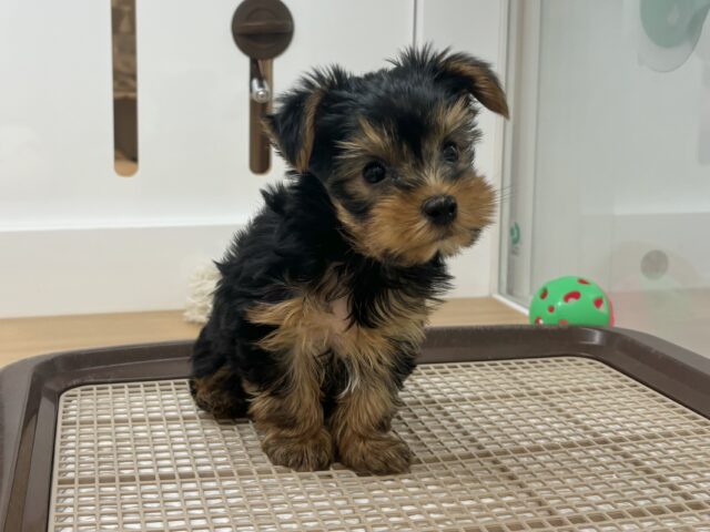 ヨークシャテリア