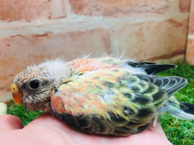 久々にアキクサインコさんがやってきましたよ~🎵💗 (ローズ) アキクサインコ(秋草インコ)