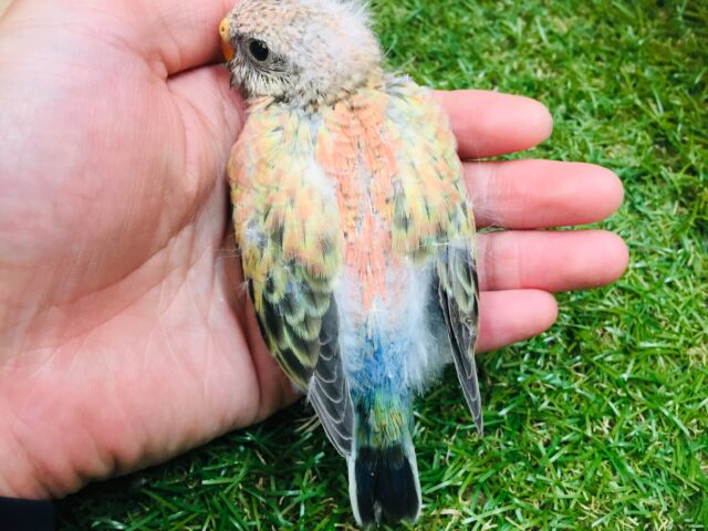 久々にアキクサインコさんがやってきましたよ~🎵💗 (ローズ) アキクサインコ(秋草インコ)
