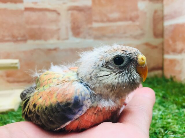 久々にアキクサインコさんがやってきましたよ~🎵💗 (ローズ) アキクサインコ(秋草インコ)