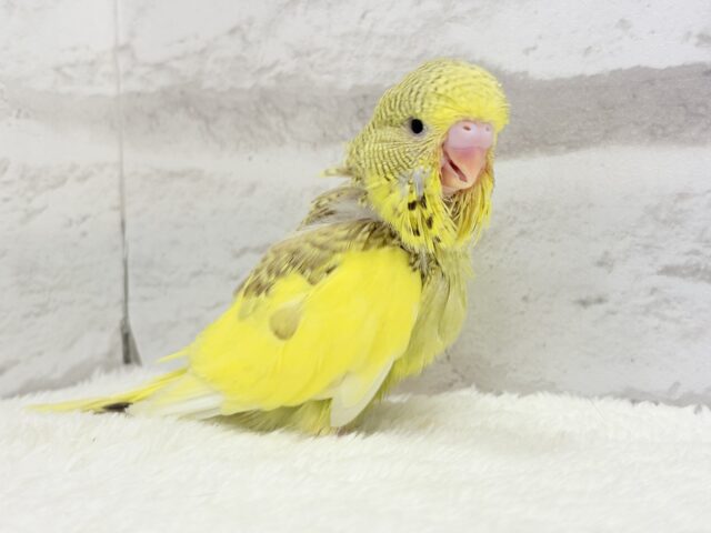 ジャンボセキセイインコ