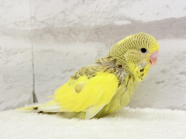 ジャンボセキセイインコ