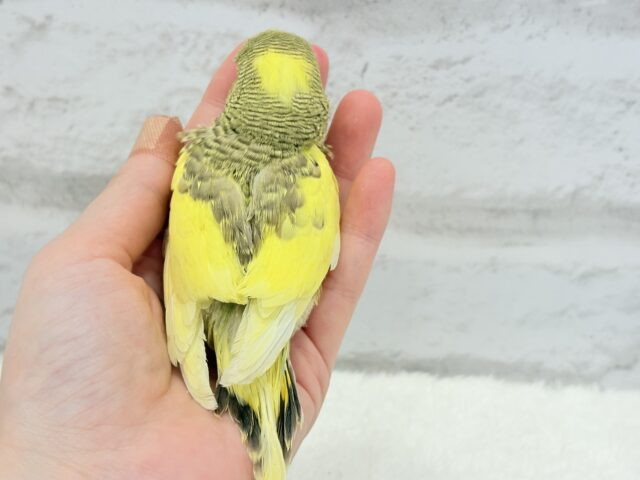 ジャンボセキセイインコ