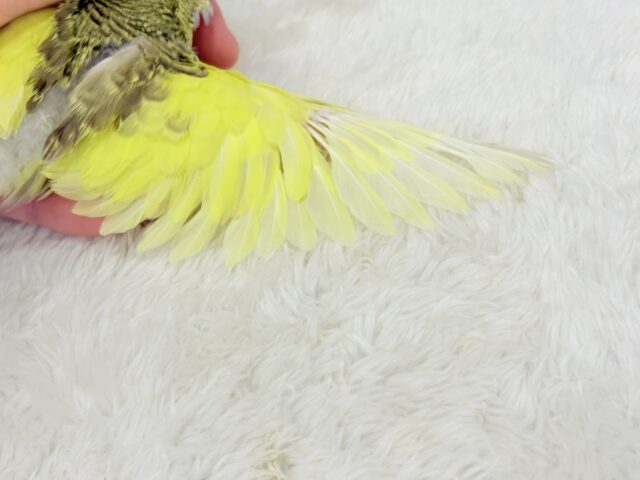 ジャンボセキセイインコ