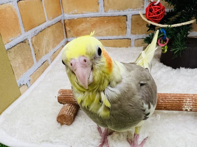 オカメインコ