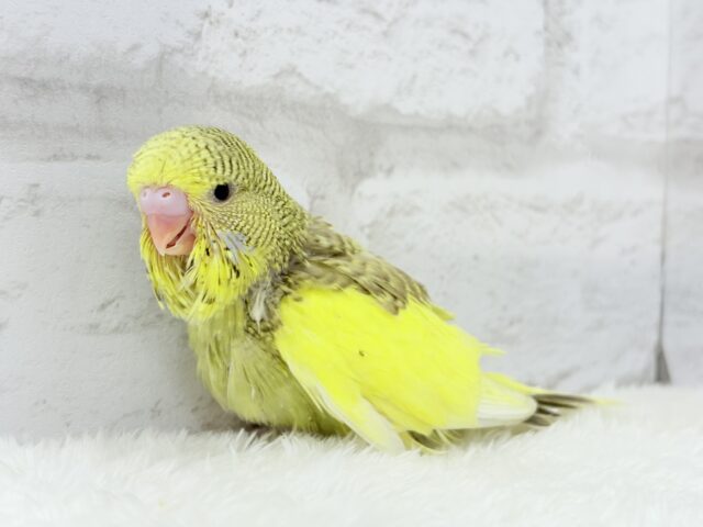 ジャンボセキセイインコ
