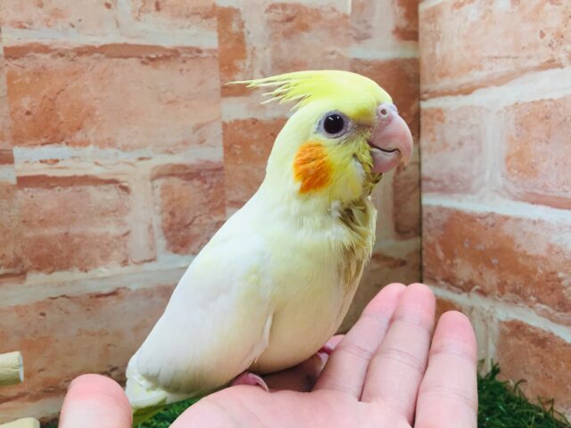 オカメインコ