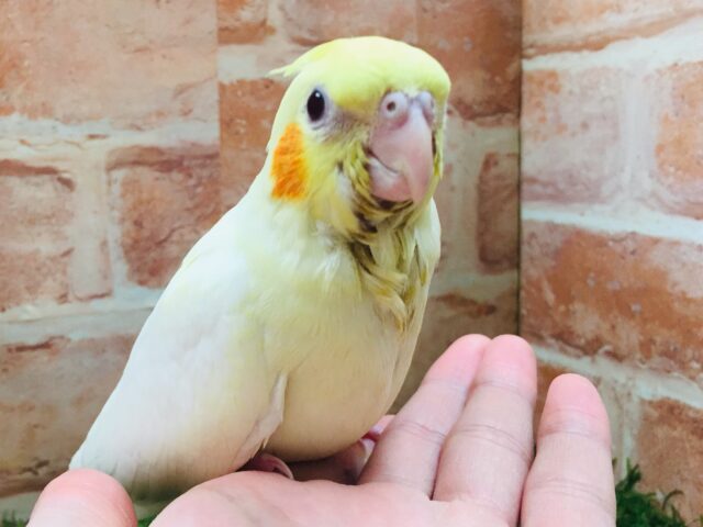 オカメインコ