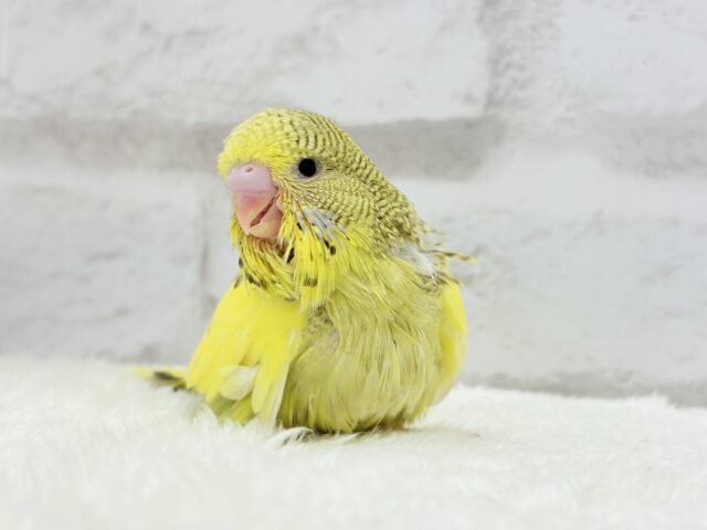 ジャンボセキセイインコ