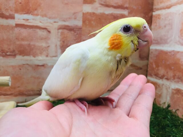 オカメインコ