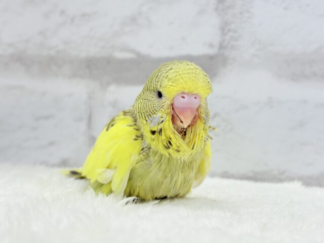 ジャンボセキセイインコ