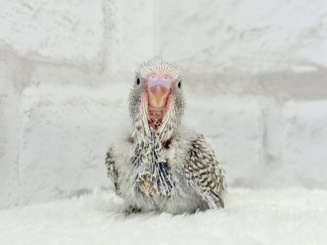 ジャンボセキセイインコ