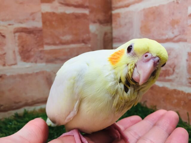 オカメインコ