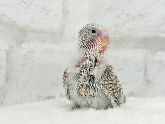 ジャンボセキセイインコ