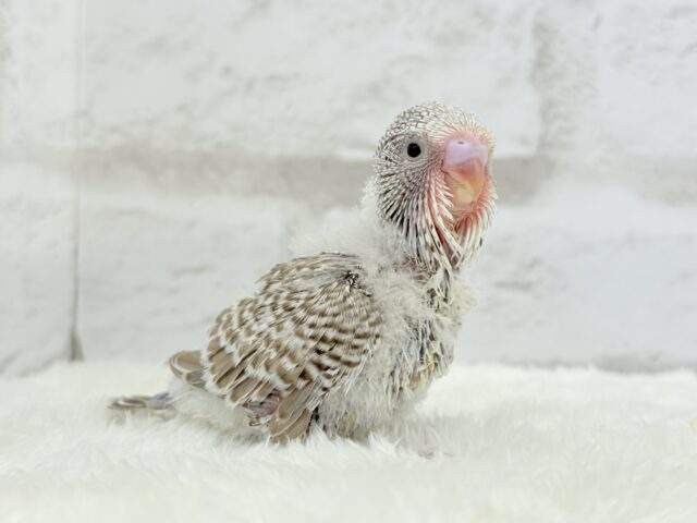 ジャンボセキセイインコ