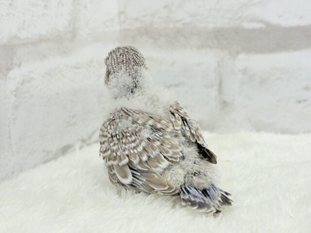 ジャンボセキセイインコ