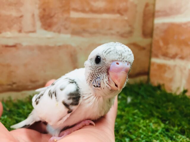 クッキークリームカラー⁉⁉⁉ セキセイインコ(白ハルクイン) セキセイインコ
