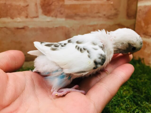 クッキークリームカラー⁉⁉⁉ セキセイインコ(白ハルクイン) セキセイインコ