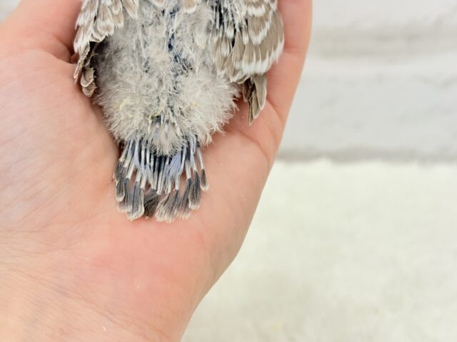 ジャンボセキセイインコ