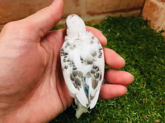 クッキークリームカラー⁉⁉⁉ セキセイインコ(白ハルクイン) セキセイインコ