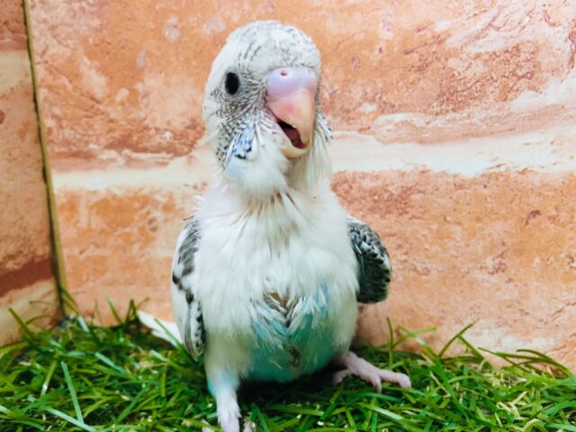 クッキークリームカラー⁉⁉⁉ セキセイインコ(白ハルクイン) セキセイインコ