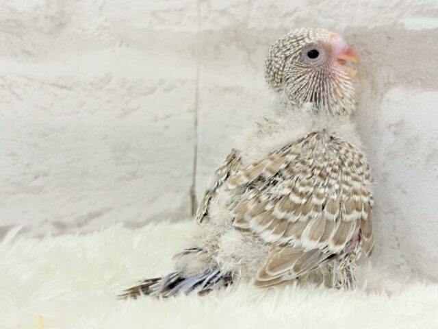 ジャンボセキセイインコ