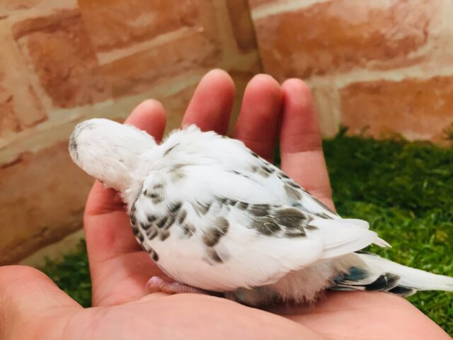 クッキークリームカラー⁉⁉⁉ セキセイインコ(白ハルクイン) セキセイインコ