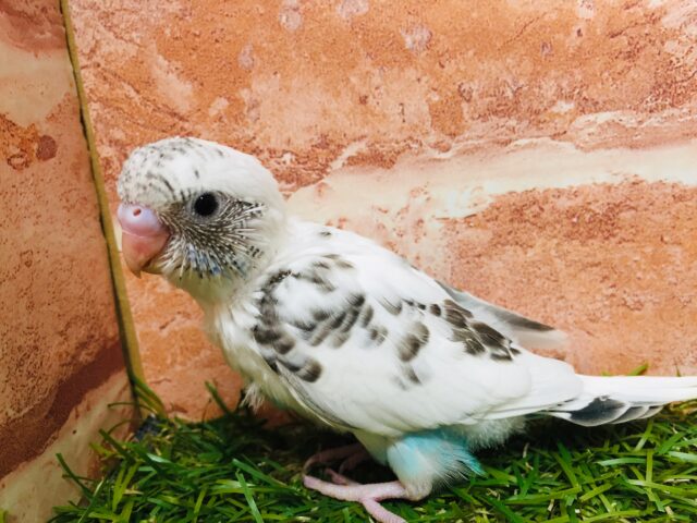 クッキークリームカラー⁉⁉⁉ セキセイインコ(白ハルクイン) セキセイインコ
