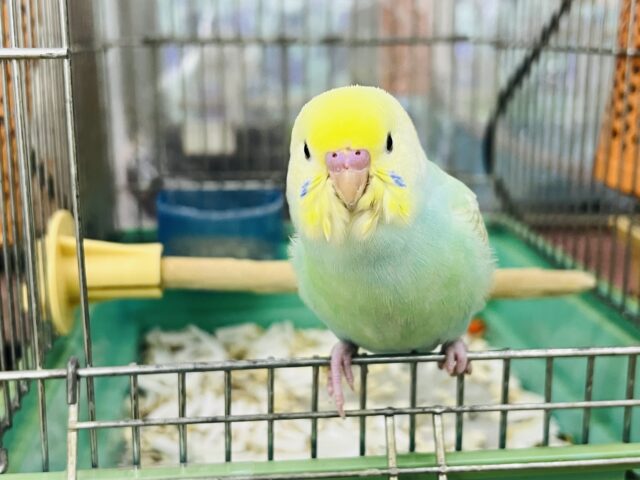 セキセイインコ