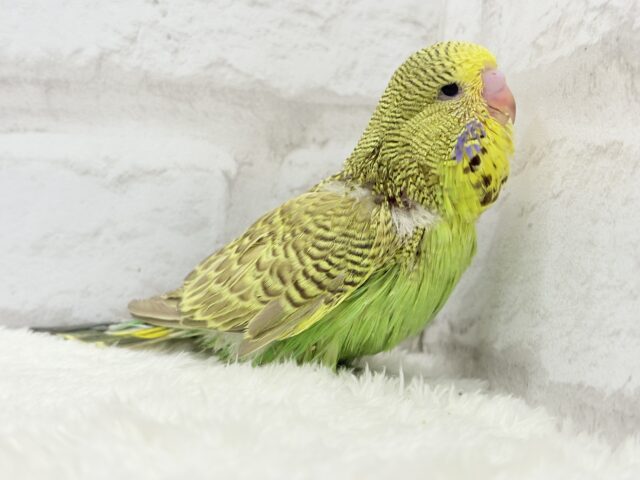 ジャンボセキセイインコ
