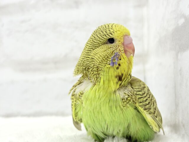 ジャンボセキセイインコ