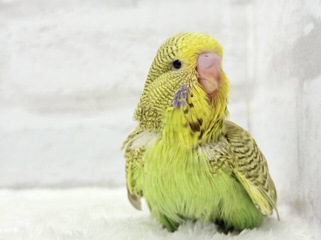 ジャンボセキセイインコ