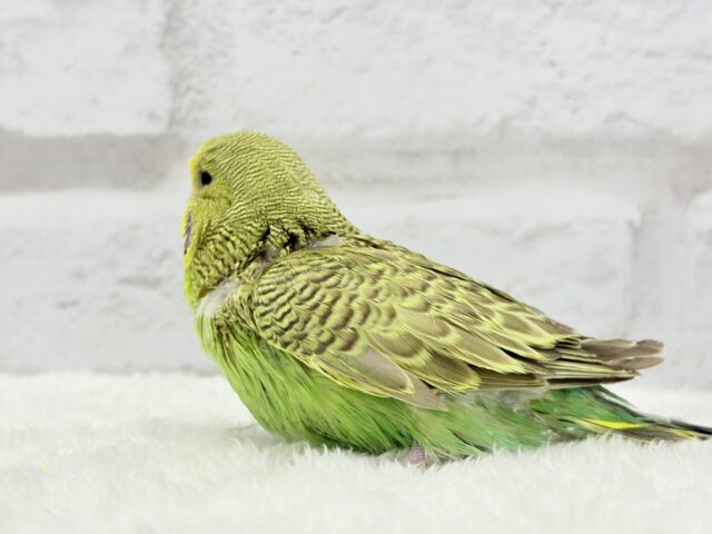 ジャンボセキセイインコ