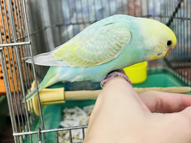 セキセイインコ