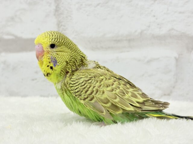 ジャンボセキセイインコ