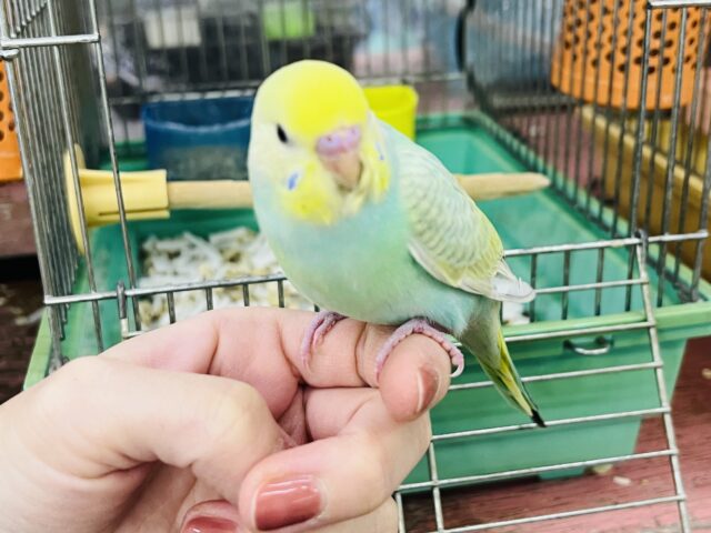 セキセイインコ