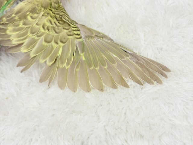 ジャンボセキセイインコ